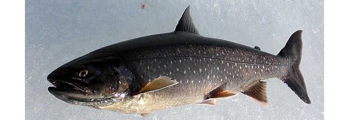 417-78249-big.jpg